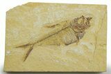 Detailed Fossil Fish (Diplomystus) - Wyoming #363900-1